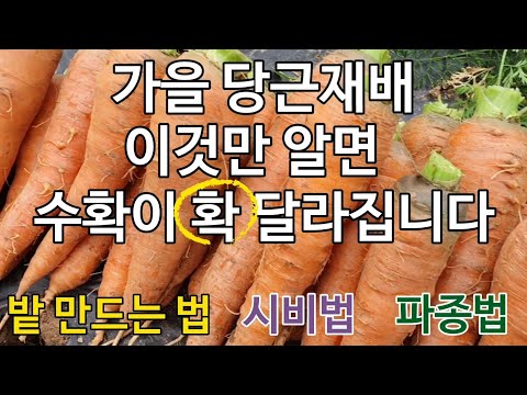 Knowing this about growing fall carrots will make a difference in your harvest.