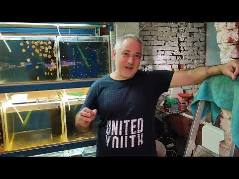 Трубочник разведение и содержание .