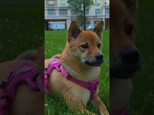 walking the dog #iphone15pro #sunday