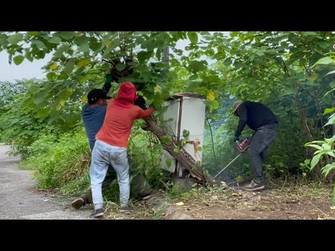 Battle Against a Forgotten Sidewalk Jungle | Epic Cleanup & Stunning Transformation.