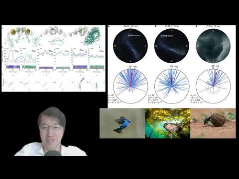 科學新知 2025-06-26 Part2: 科學家從腦神經角度得知,澳洲飛蛾懂得觀星定方向來長途遷徙。原來很多物種也觀星。| 主持: 陳志宏博士