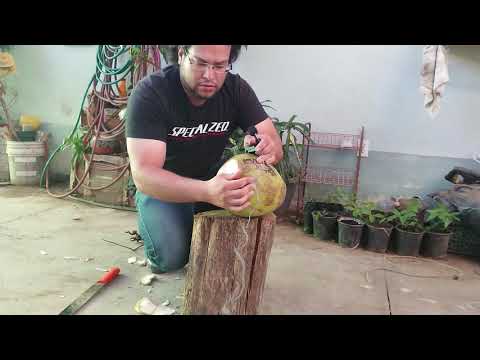 Como cortar un coco con machete