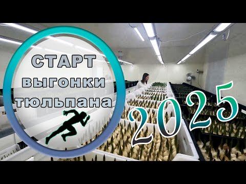 🏁 СТАРТ выгонки тюльпана 26 января // 2025