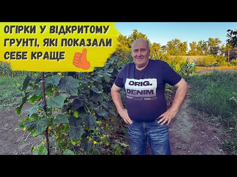 Огірки у відкритому грунті, які показали себе краще