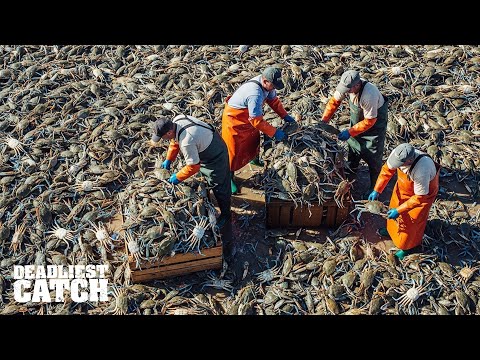 $2 Million Worth of Blue Crabs Caught in One Season – How Do They Do It | Fishing Documentary