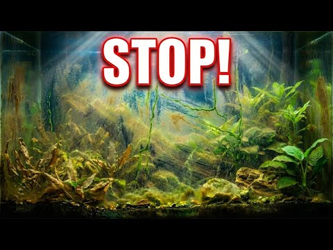 Stop Doing THIS – It’s Causing All Your Algae Problems