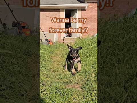 I was adopted. I now live my best life in NY state. #dog #puppy #rescue