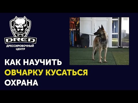 Как научить овчарку охранять с ноля | Обучение овчарки команде чужой | Учим малинуа кусаться