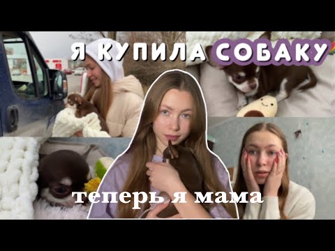 Я КУПИЛА СОБАКУ / первые дни ЧИХУАХУА дома / самое милое видео☺️