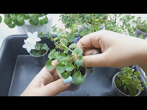 Черенки кампанул в осенне-зимний период. Как сохранить до весны?