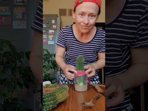 Укрощение Горыныча, или попытка омоложения старого кактуса