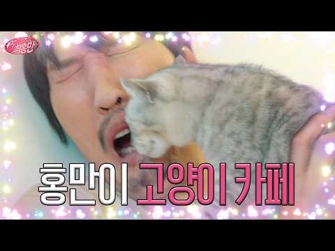 고양이가 저를 너무 좋아해요! | 고양이 카페 방문 | 키링남 최홍만