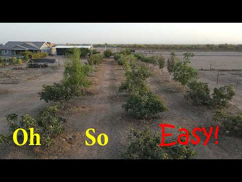 Grow Fruit Fast: The 3 Easiest Trees for Any Desert Yard!