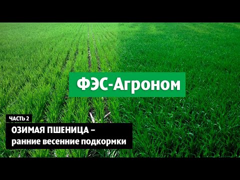 Озимая пшеница - ранние весенние подкормки. Часть 2