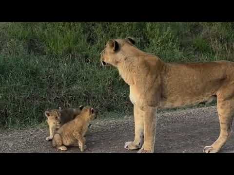 First-Time Lion Mom Struggles to Care for Her Newborn Cubs | Kruger National Park | Latest Sightings