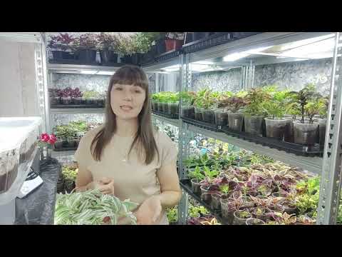 Как из худенькой традесканции и каллизии вырастить шикарный куст.Пышный куст из одной ветки .Обзор.