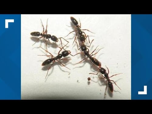 Invasive species, the Asian Needle Ant, spotted in at least 17 US states