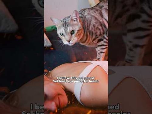 This Mystical Cat Is A Healer