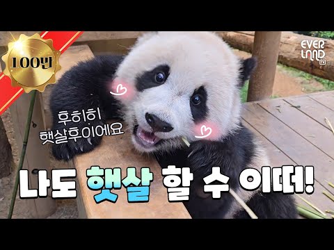 Hooigomju's cry to be like her sister, featuring Real Sunshine Rui 🌞