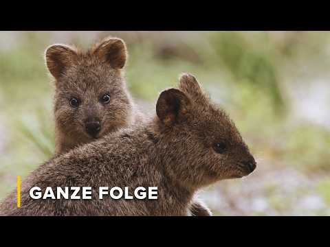 Die niedlichsten Koalas & Mini-Beuteltiere | Geheimnisse des wilden Australien 105