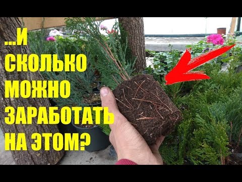 ОСЕННЕЕ ЧЕРЕНКОВАНИЕ ТУИ И МОЖЖЕВЕЛЬНИКА