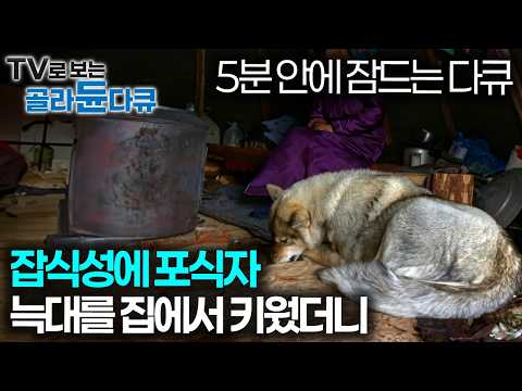 절대 길들여지지 않을 것 같은 야생 늑대가 우리 집에 들어왔다|수면 다큐|다큐프라임|#골라듄다큐