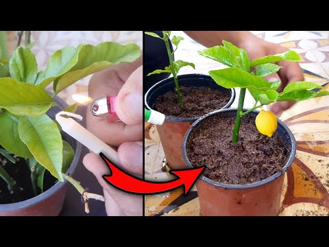 إزرع مئات أشتال الليمون بهذه الطريقة المذهلة وبنسبة نجاح 100%