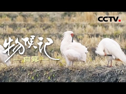 《物候记》白露:白露时节 大雁南归 一幅醉人的秋日画卷!【CCTV纪录】
