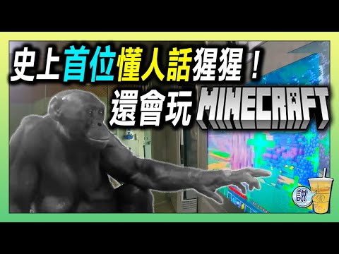 史上第一隻聽懂人話的猩猩,還會玩遊戲(Minecraft)!! / 科學家花40年,證明猩猩也能「懂人話」/ 一隻猩猩,揭開了語言的秘密 | 青茶說