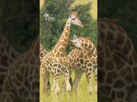 Giraffes evolved to be the PERFECT fighters? ๐ฆ๐คบ