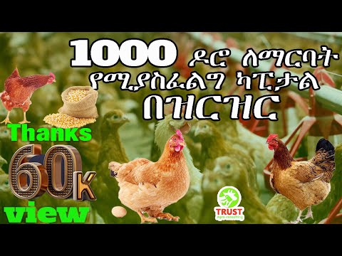 1000 ሺ ዶሮ ለማርባት የሚያስፈልግ ካፒታል በዝርዝር