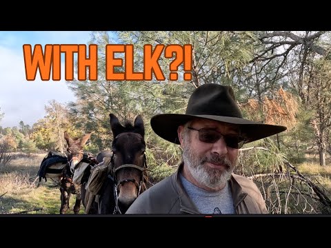 I Went Looking for My Donkey — I Didn’t Expect This