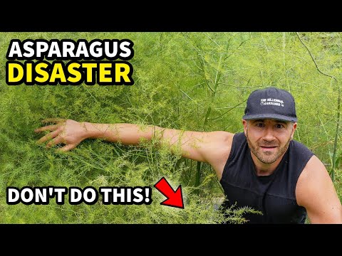 I Made A DUMB Mistake Planting Asparagus: Do THIS Instead