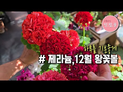 제라늄,월요일은 꽃으로 기분좋게 시작 #제라늄왕꽃볼 #멍밥풀