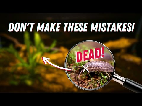 Closed Terrariums: 6 Mistakes that Will Ruin Your Ecosystem!
