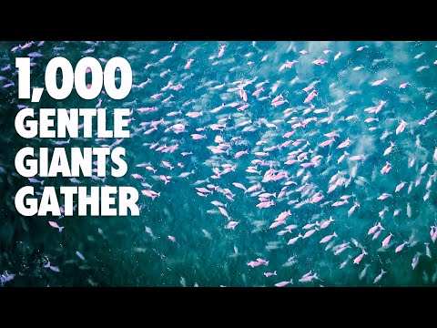 1,000 Dugongs Gathered Here (World Record)