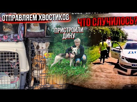 Персик сбежал. Отправляем хвостиков в Германию, Нас догнали ДПС😳. Как встретили Дину хозяева