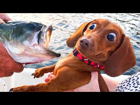 When Dog Breaking the Internet 😂 Funny Dogs Videos 2025
