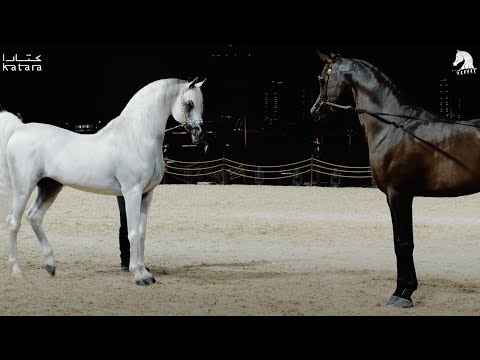 The legendary 👑 MARWAN AL SHAQAB & HIS BEST SONS 👑 at KIAHF 2022