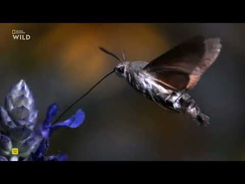 Новая дикая природа Европы,3 часть.Спасение европейских медведей.National Geographic Wild HD онлайн.