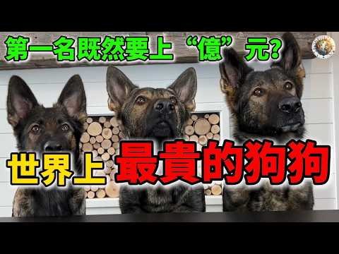 世界十大最貴的狗狗,快看看你家有這些品種的狗嗎! | #世界上 #最貴 #狗 #種狗 #世界十大 #科普 #top10