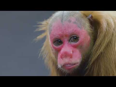 20 Mythical Creatures That Actually Exist