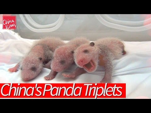 Happy Birthday to China's Miracle Panda Triplets! A China Icons Video