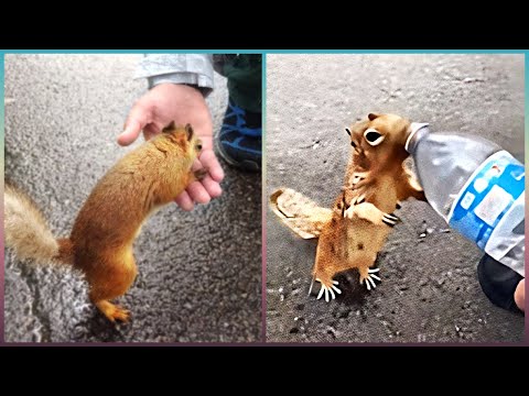 Tiere Die Menschen Um Hilfe Bitten!