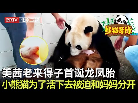 老来得子!熊猫美茜首诞龙凤胎,为了让小熊猫活下去被迫和妈妈分开,太可怜了~ 【熊猫奇缘】#中国大熊猫#panda