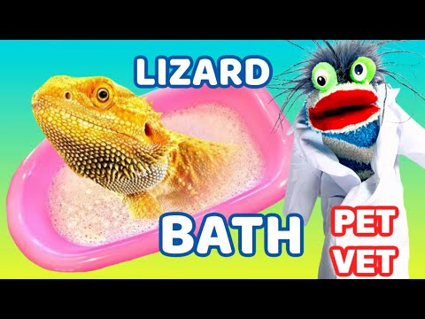 Fizzy the Pet Vet Helps Give a Bearded Dragon a Bath