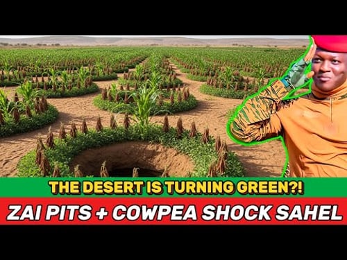 What’s REALLY Behind Sahel Zai Pits? The Cowpea+Maize Method Stopping Desertification in BurkinaFaso