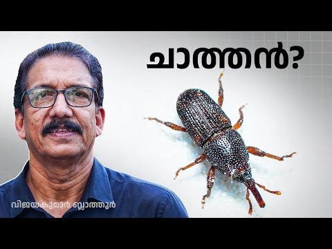 ഈ വണ്ടിനെ നിങ്ങൾ തിന്നിട്ടുണ്ട് You’ve Eaten This Insect Without Knowing 😱 | Rice Weevil കുറുംചാത്തൻ