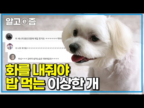 설채현도 당황! ‘먹어!’ 한마디에 변하는 뿌꾸의 이유|세상에 나쁜 개는 없다|알고e즘
