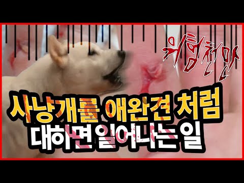 사냥개를 애완견처럼 대하면 생기는 일? 멧돼지 사냥개 아큼이 #진돗개교육